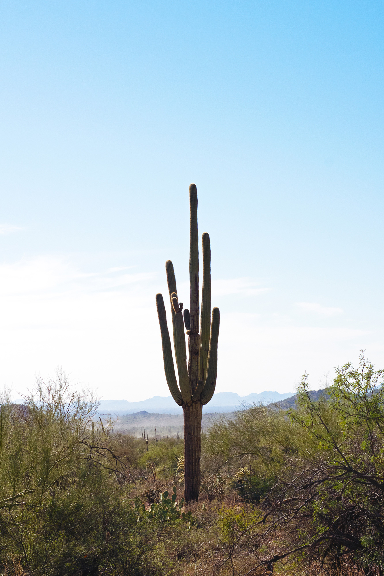 A lone cactus rises above a bleak landscape.