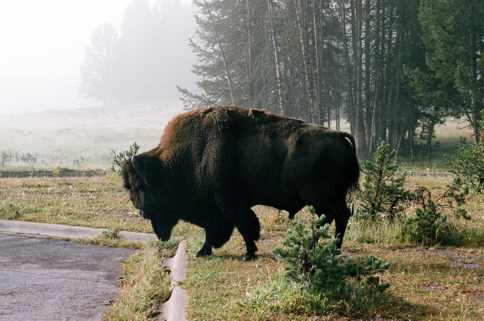 A buffalo stands against fog at dawn.
