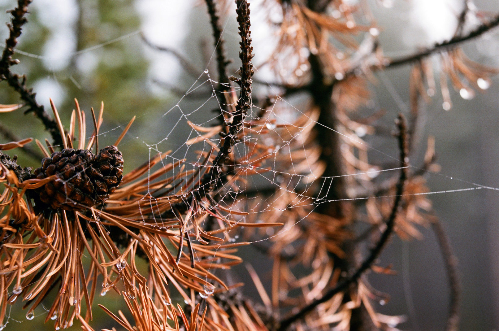 A macro shot of a dew covered spider web reaching across the branches of a pine tree.