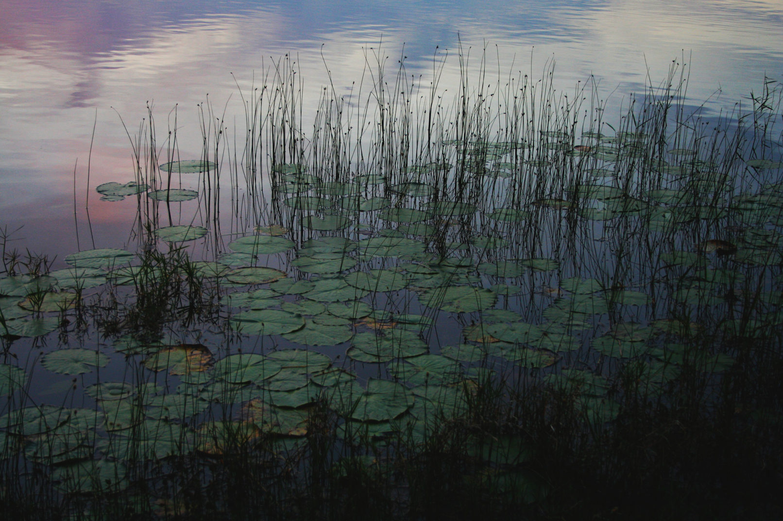 Lilly pads are surrounded by tranquil ripples and colors at dusk.